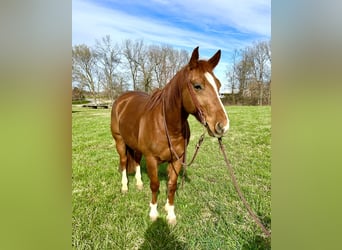 American Quarter Horse, Wallach, 7 Jahre, 147 cm, Rotfuchs