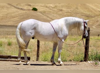 American Quarter Horse, Wallach, 7 Jahre, 147 cm, Schimmel