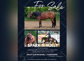 American Quarter Horse, Wallach, 7 Jahre, 148 cm, Brauner