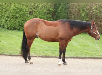 American Quarter Horse, Wallach, 7 Jahre, 148 cm, Brauner