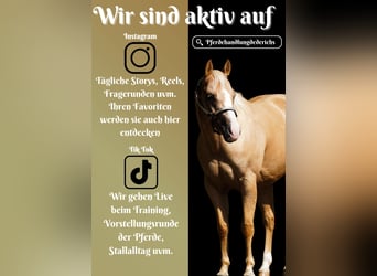 American Quarter Horse, Wallach, 7 Jahre, 148 cm, Palomino