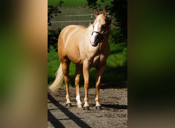 American Quarter Horse, Wallach, 7 Jahre, 148 cm, Palomino