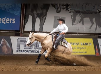 American Quarter Horse, Wallach, 7 Jahre, 149 cm, Palomino
