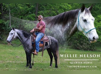 American Quarter Horse, Wallach, 7 Jahre, 150 cm, Apfelschimmel