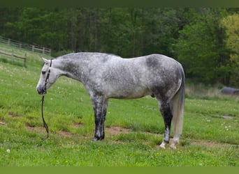 American Quarter Horse, Wallach, 7 Jahre, 150 cm, Apfelschimmel