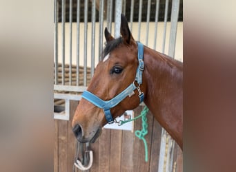 American Quarter Horse Mix, Wallach, 7 Jahre, 150 cm, Brauner