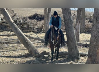 American Quarter Horse, Wallach, 7 Jahre, 150 cm, Brauner