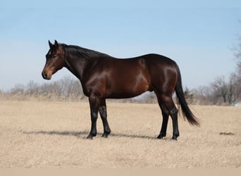 American Quarter Horse, Wallach, 7 Jahre, 150 cm, Brauner