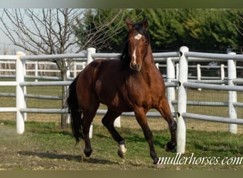 American Quarter Horse, Wallach, 7 Jahre, 150 cm, Brauner