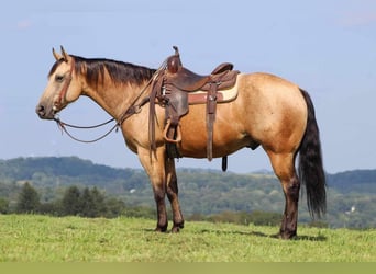 American Quarter Horse Mix, Wallach, 7 Jahre, 150 cm, Buckskin