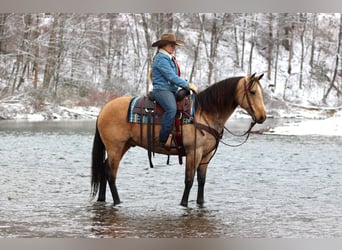 American Quarter Horse, Wallach, 7 Jahre, 150 cm, Buckskin