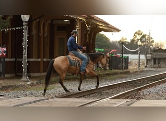 American Quarter Horse, Wallach, 7 Jahre, 150 cm, Buckskin