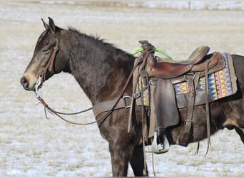 American Quarter Horse, Wallach, 7 Jahre, 150 cm, Buckskin