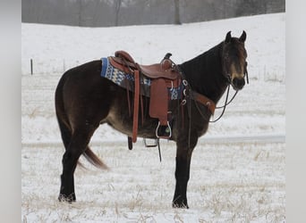 American Quarter Horse, Wallach, 7 Jahre, 150 cm, Buckskin