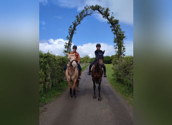 American Quarter Horse, Wallach, 7 Jahre, 150 cm, Champagne