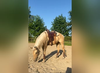 American Quarter Horse, Wallach, 7 Jahre, 150 cm, Dunalino