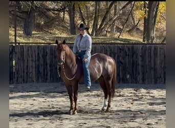 American Quarter Horse, Wallach, 7 Jahre, 150 cm, Dunkelfuchs