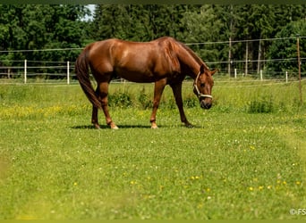 American Quarter Horse, Wallach, 7 Jahre, 150 cm, Dunkelfuchs