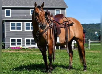 American Quarter Horse, Wallach, 7 Jahre, 150 cm, Falbe