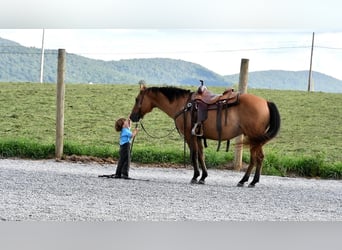 American Quarter Horse, Wallach, 7 Jahre, 150 cm, Falbe