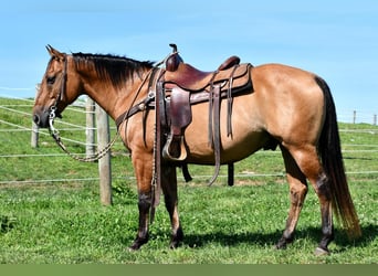 American Quarter Horse, Wallach, 7 Jahre, 150 cm, Falbe