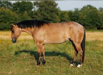 American Quarter Horse, Wallach, 7 Jahre, 150 cm, Falbe