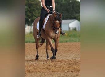 American Quarter Horse, Wallach, 7 Jahre, 150 cm, Falbe