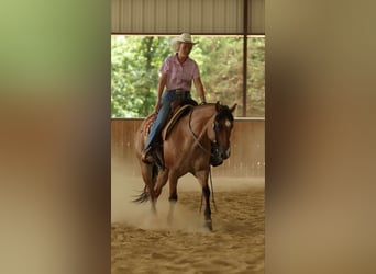American Quarter Horse, Wallach, 7 Jahre, 150 cm, Falbe