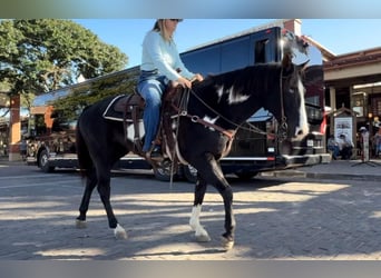 American Quarter Horse, Wallach, 7 Jahre, 150 cm, Overo-alle-Farben