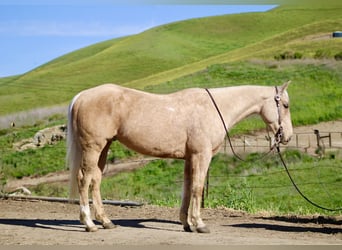 American Quarter Horse, Wallach, 7 Jahre, 150 cm, Palomino
