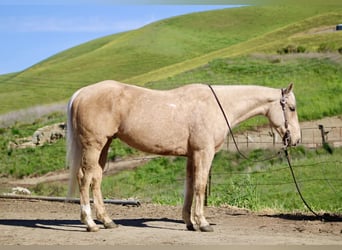 American Quarter Horse, Wallach, 7 Jahre, 150 cm, Palomino