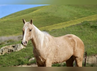 American Quarter Horse, Wallach, 7 Jahre, 150 cm, Palomino