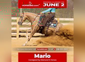 American Quarter Horse, Wallach, 7 Jahre, 150 cm, Palomino