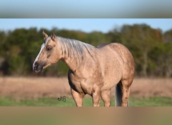 American Quarter Horse, Wallach, 7 Jahre, 150 cm, Palomino