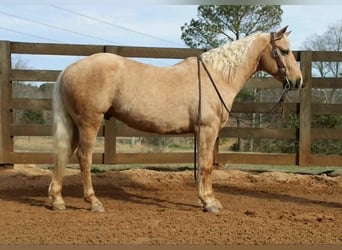 American Quarter Horse, Wallach, 7 Jahre, 150 cm, Palomino