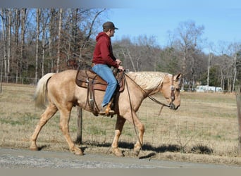 American Quarter Horse, Wallach, 7 Jahre, 150 cm, Palomino