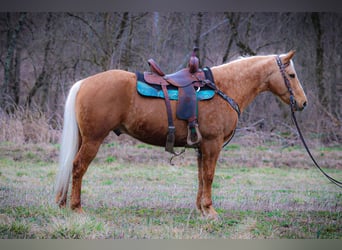 American Quarter Horse, Wallach, 7 Jahre, 150 cm, Palomino