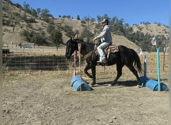 American Quarter Horse, Wallach, 7 Jahre, 150 cm, Rappe