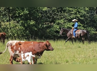 American Quarter Horse, Wallach, 7 Jahre, 150 cm, Rappe