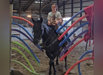 American Quarter Horse, Wallach, 7 Jahre, 150 cm, Rappe