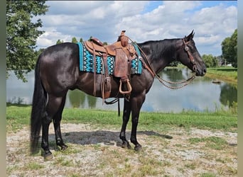 American Quarter Horse, Wallach, 7 Jahre, 150 cm, Rappe