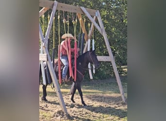 American Quarter Horse, Wallach, 7 Jahre, 150 cm, Rappe