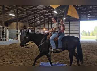 American Quarter Horse, Wallach, 7 Jahre, 150 cm, Rappe