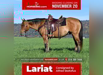 American Quarter Horse, Wallach, 7 Jahre, 150 cm, Red Dun