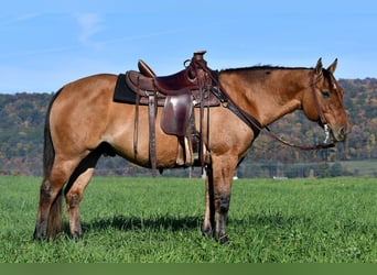 American Quarter Horse, Wallach, 7 Jahre, 150 cm, Red Dun