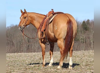 American Quarter Horse, Wallach, 7 Jahre, 150 cm, Red Dun