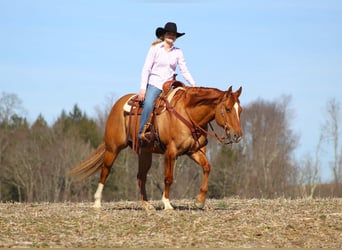 American Quarter Horse, Wallach, 7 Jahre, 150 cm, Red Dun