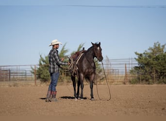 American Quarter Horse, Wallach, 7 Jahre, 150 cm, Roan-Bay