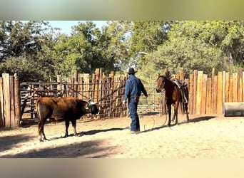 American Quarter Horse, Wallach, 7 Jahre, 150 cm, Roan-Bay