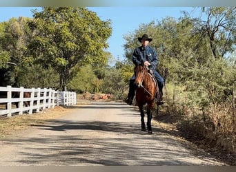 American Quarter Horse, Wallach, 7 Jahre, 150 cm, Roan-Bay